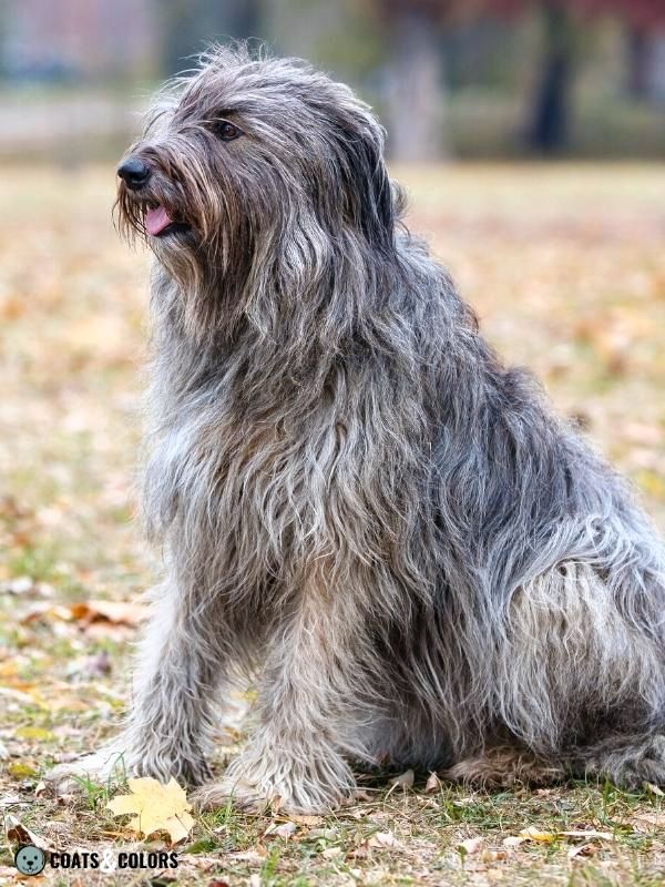 Progressive Greying Dogs faded sable Briard