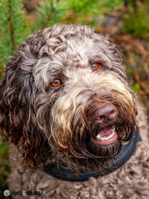 Progressive Greying Dogs light brown Labradoodle