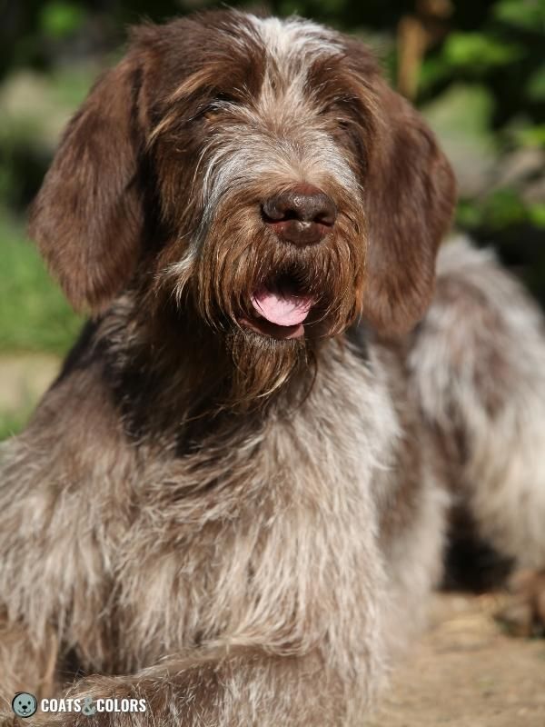 Recessive Black Dog Coat Wirehaired Pointing Griffon