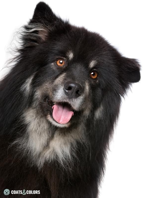 Recessive Black Dog Coat domino Finnish Lapphund