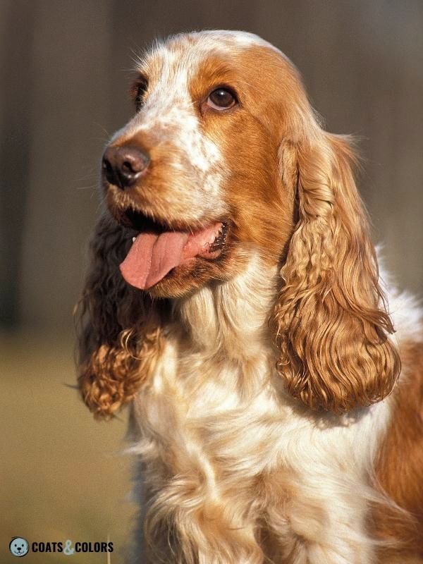 Recessive Red Cocker Spaniel ticking