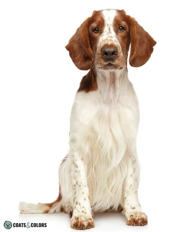 Recessive Red white spotting Welsh Springer Spaniel