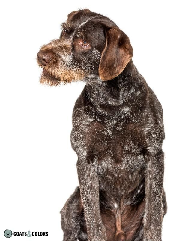Roan Dog Coat Color German Wirehaired Pointer roan