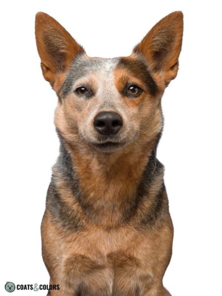 Ticking, Spots and Roan | Coats and Colors