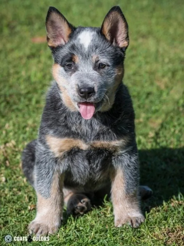 Roan Pattern ACD white patch on head