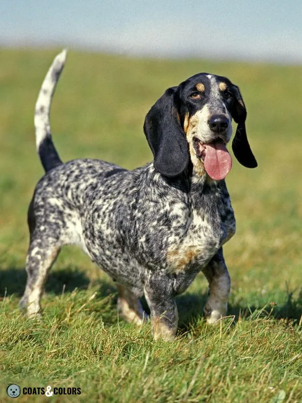 Roan Pattern Basset bleu de Gascogne