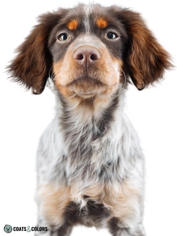 Roan Pattern Brittany spaniel puppy