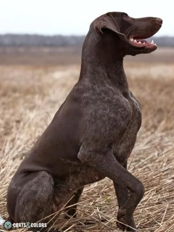 Roan Pattern German Shorthaired Pointer 2