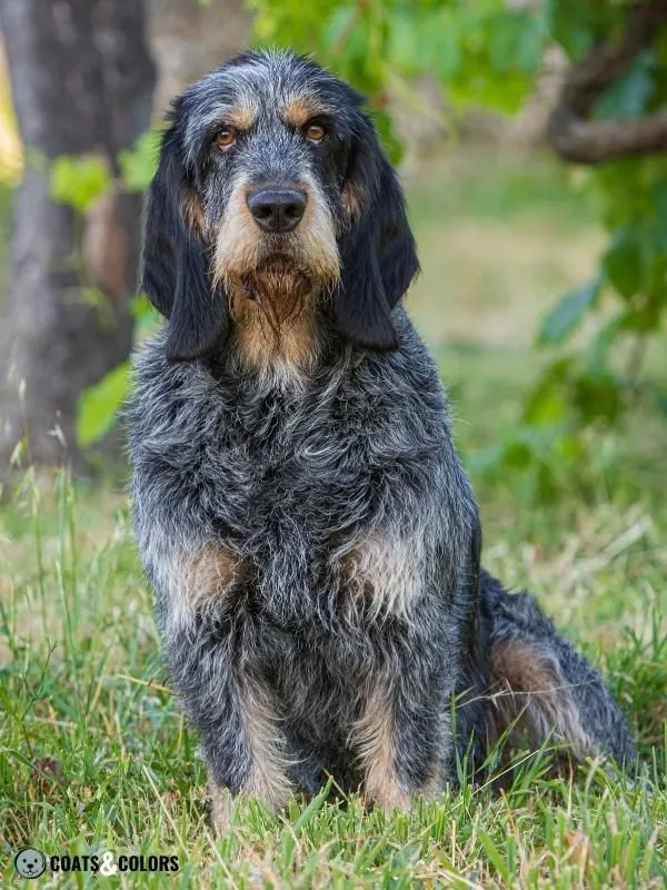 Roan Pattern Griffon Bleu de Gascogne