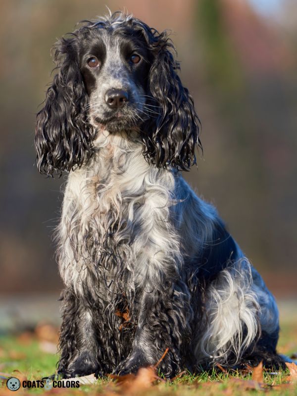 Blue merle springer outlet spaniel