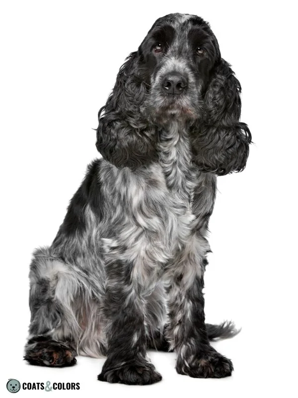 Roan Pattern blue roan English Cocker Spaniel