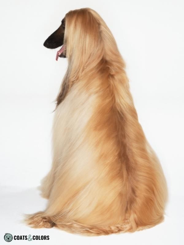 Sable Coat Color Dog Dominant Yellow Afghan Hound Fawn mask