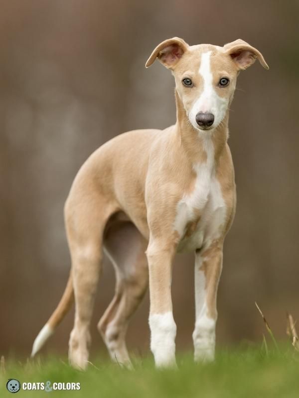 Sable Coat Color Dog Dominant Yellow Blue Whippet
