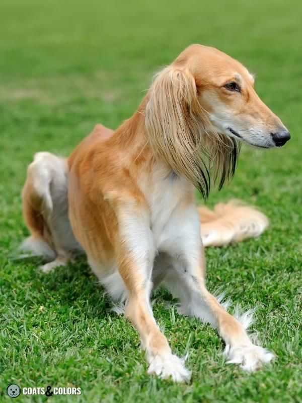 Sable Coat Color Dog Dominant Yellow Countershading