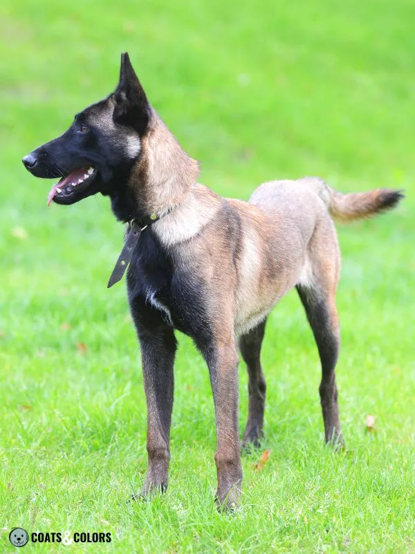 Sable Coat Color Dog Dominant Yellow Extended Mask