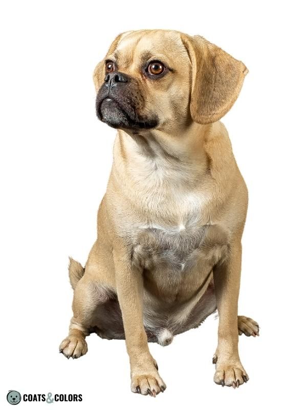 Sable Coat Color Dog Dominant Yellow Puggle