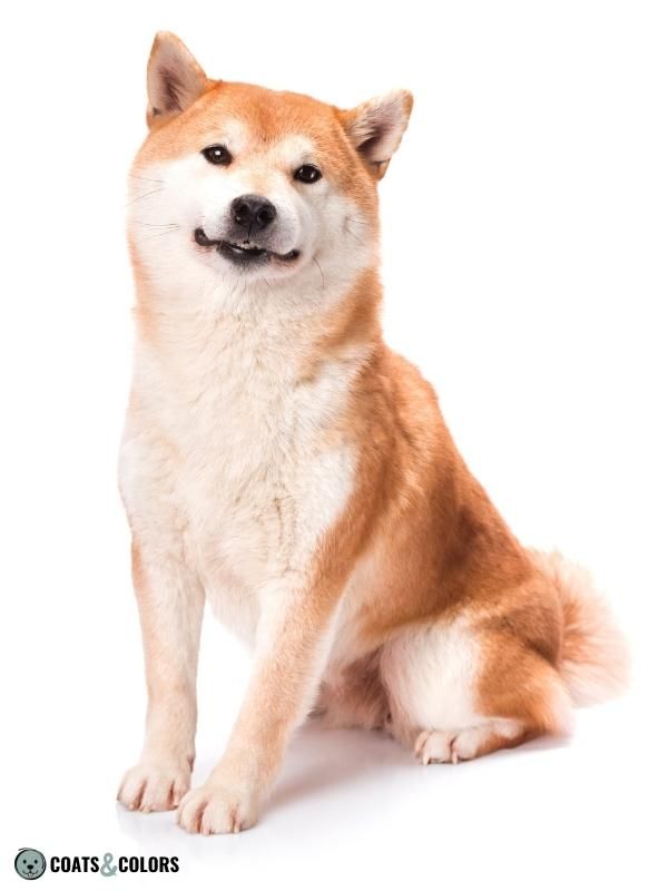 Sable Coat Color Dog Dominant Yellow Urajiro