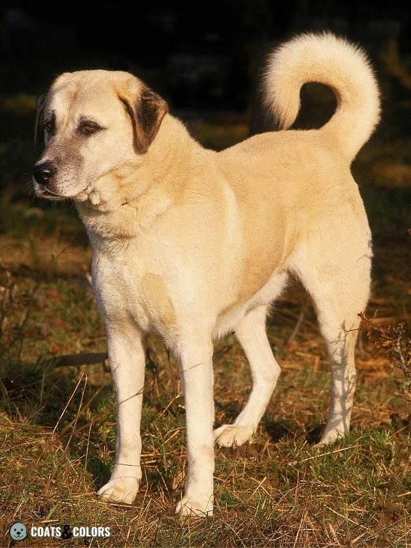 Sable Coat Color Dog Dominant Yellow color example Anatolian Shepherd Dog