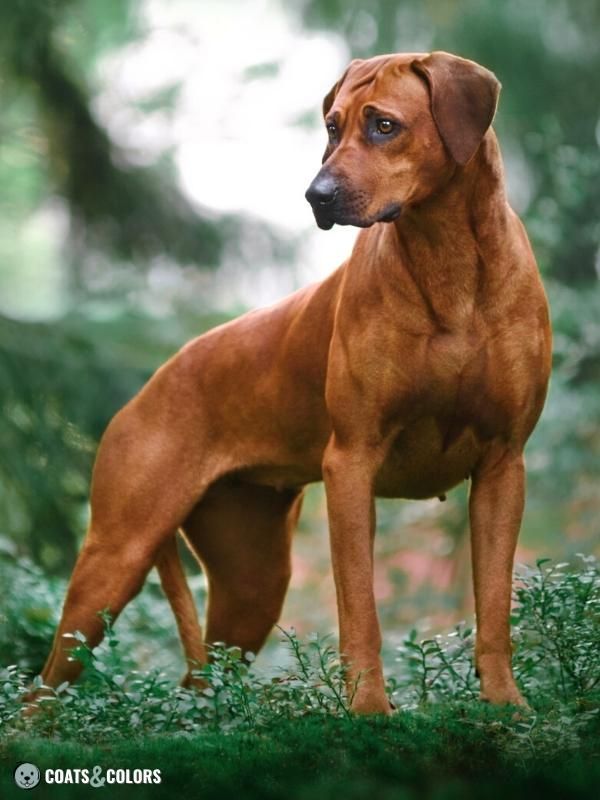 Sable Coat Color Dog Dominant Yellow color example Rhodesian Ridgeback