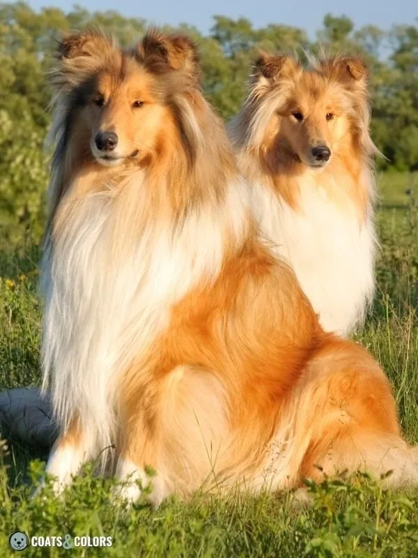 Sable Coat Color Dog Dominant Yellow color example Rough Collie