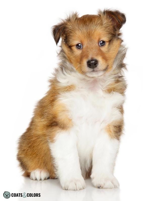 Sable Coat Color Dog Dominant Yellow puppy shading
