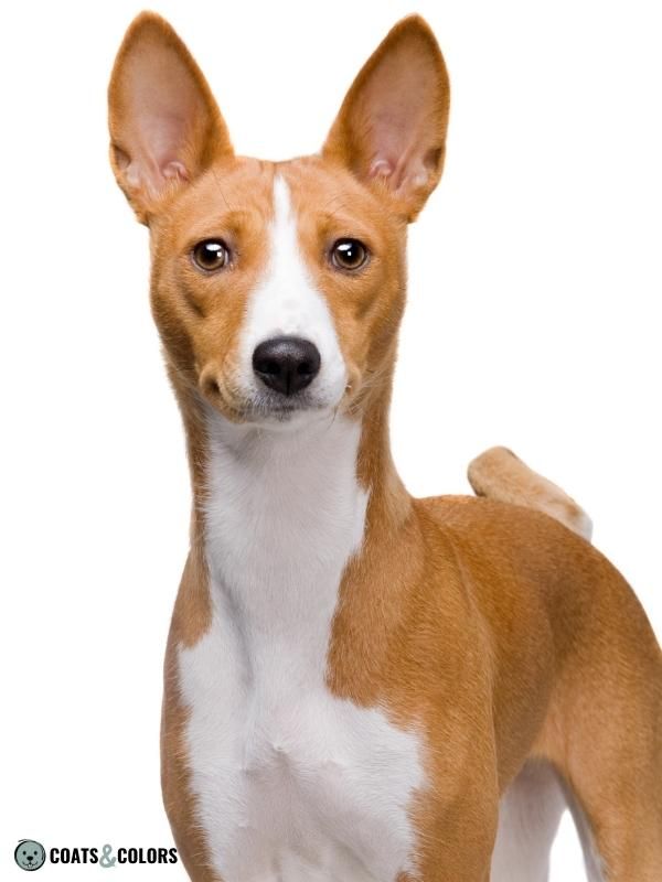 Sable Coat Color Dog Dominant Yellow white markings Basenji