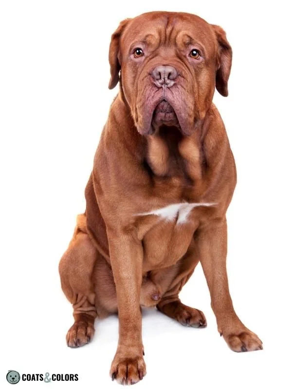 Sable Coat Color Dog Dominant Yellow with liver pigment Dogue de