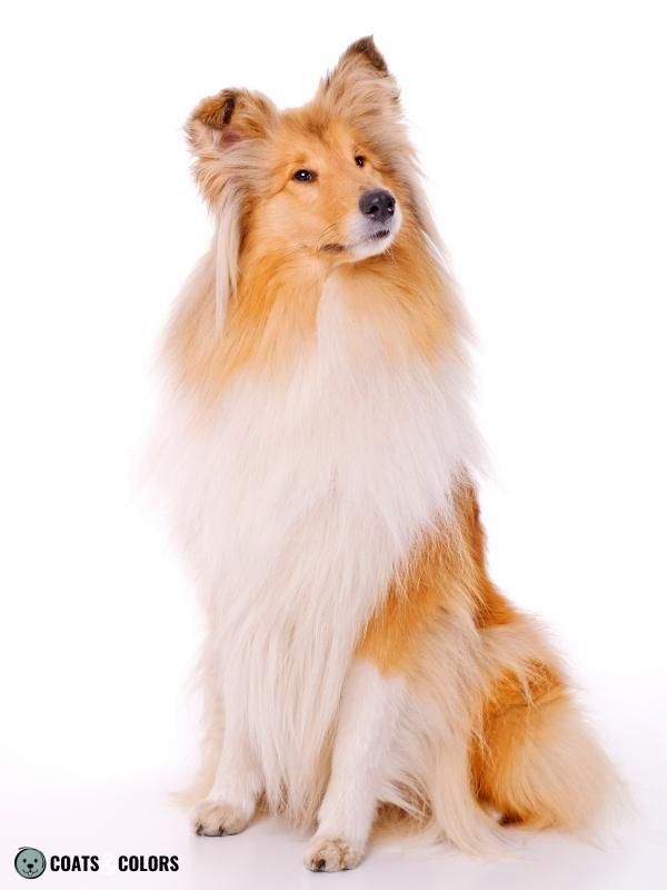 Sable Coat Color Dog Sable White Collie