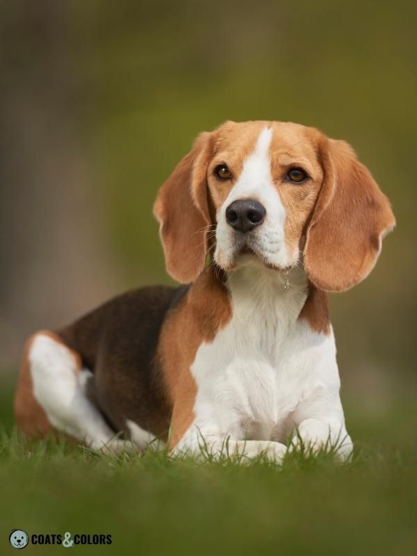 Saddle Pattern Beagle