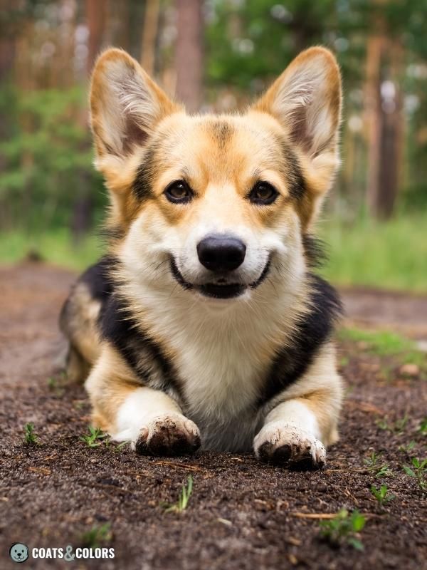 Saddle Pattern Welsh Corgi