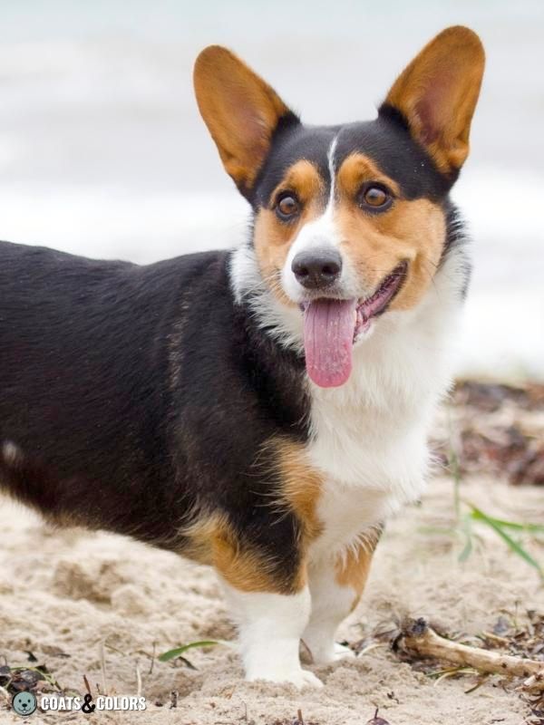 Saddle Pattern creeping tan corgi