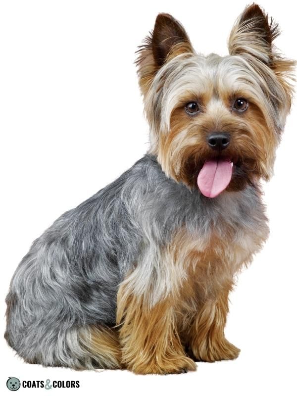 Saddle Pattern greying on Yorkshire Terrier