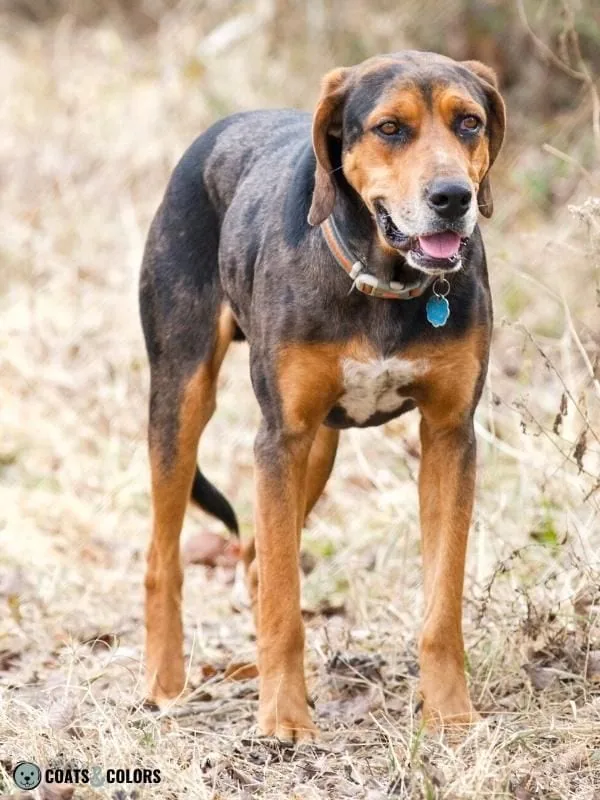 Saddle Pattern merle hound mix 1