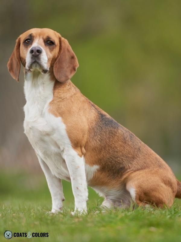 Saddle Pattern pied Beagle