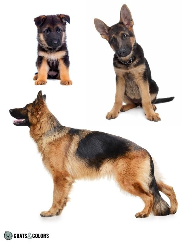 Saddle sales german shepherd