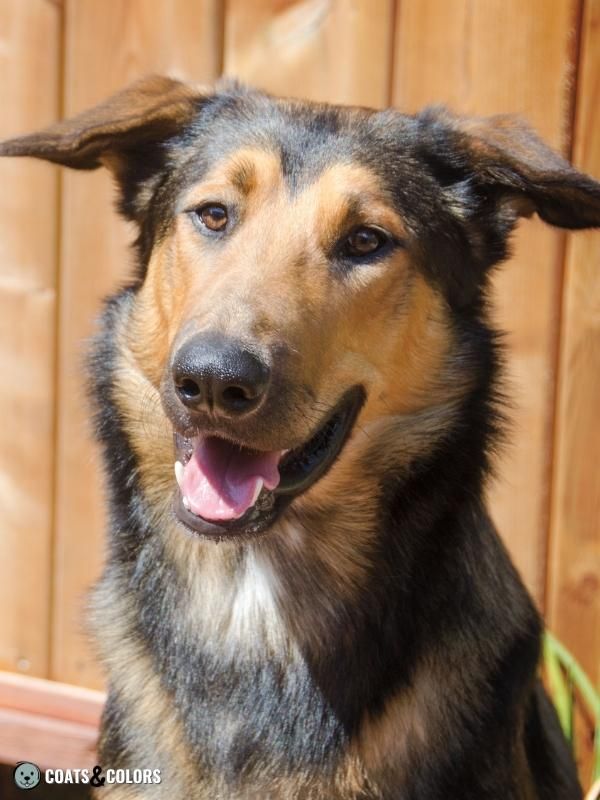 Shaded Sable Collie