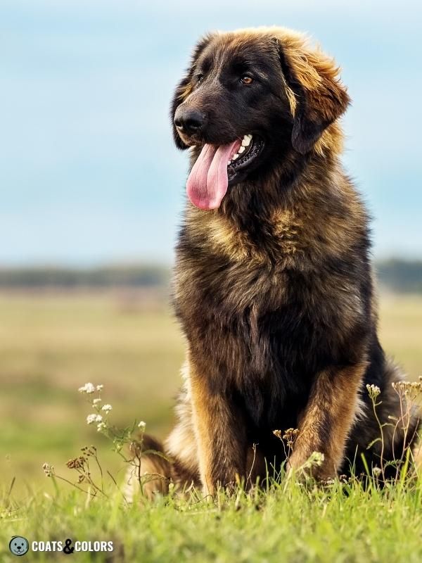 Shaded Sable Leonberger