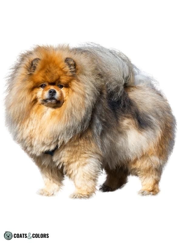 Shaded Sable Pomeranian