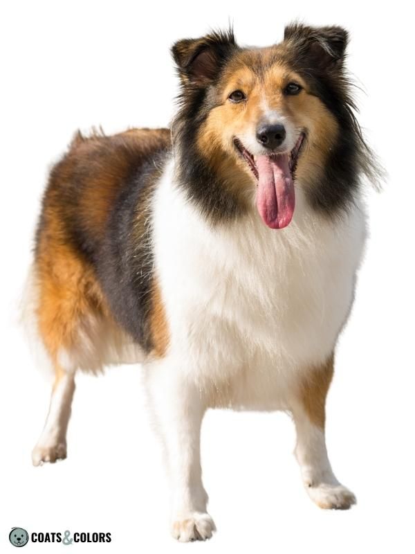 Shaded Sable Sheltie 1