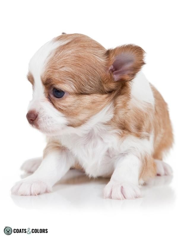 Shaded Sable brown sable Chihuahua puppy
