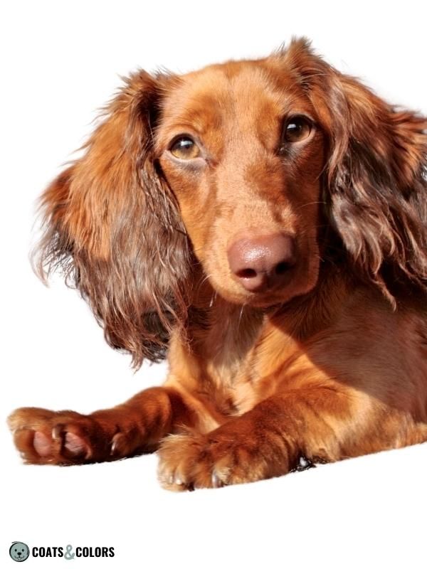 Shaded Sable brown shaded Dachshund