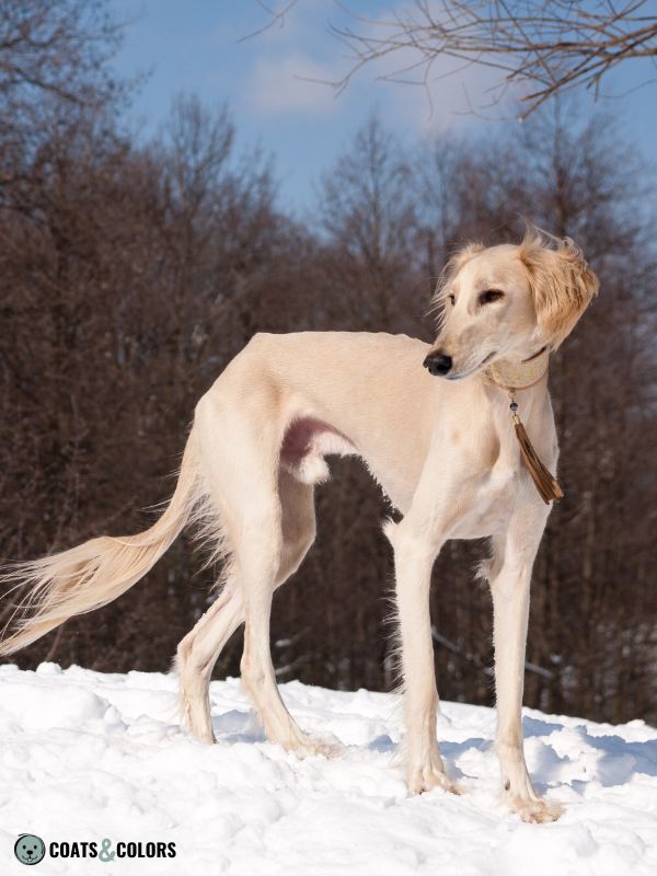 Shaded Sable domino sable Saluki