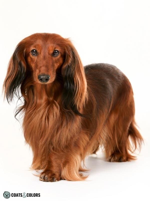 Shaded Sable red shaded Dachshund