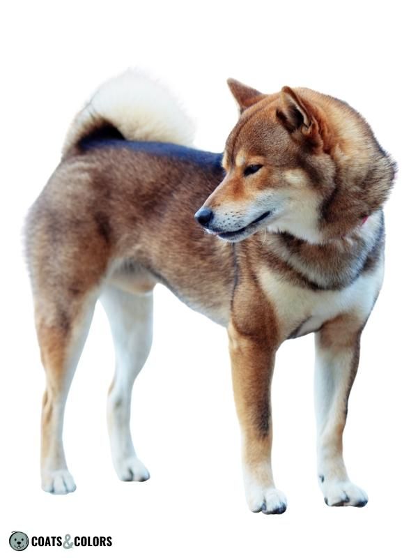 Shaded Sable sesame Shiba