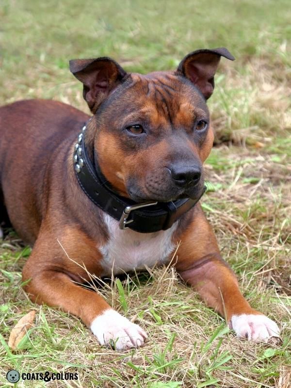 Shaded Sable shorthaired Staffordshire Bull Terrier