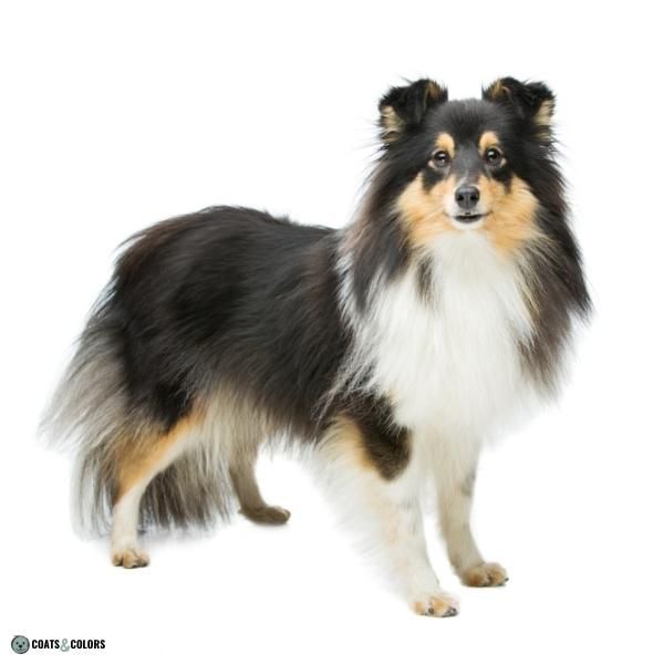 Short Long Coat Length Dogs Sheltie medium