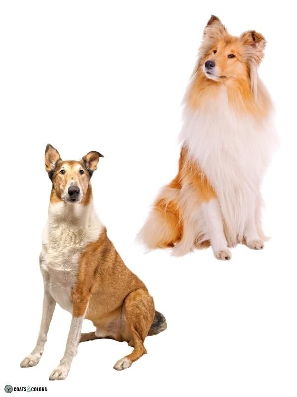 Smooth 2024 coated sheltie