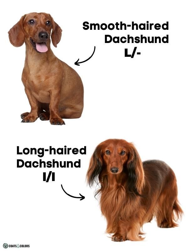 Short Long Coat Length Dogs Smooth Longhaired Dachshund