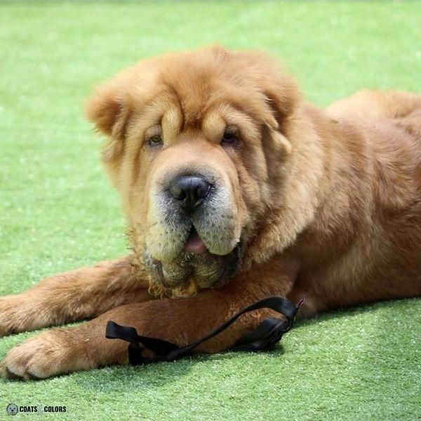 Short Long Coat Length Dogs bear coat Shar Pei