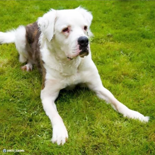Short Long Coat Length Dogs fluffy American Bulldog
